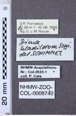 Etiketten zu Dima hladilorum (NHMW-ZOO-COL-0008740)